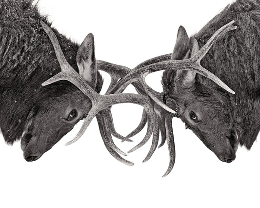 Eye To Eye - Elk Fight