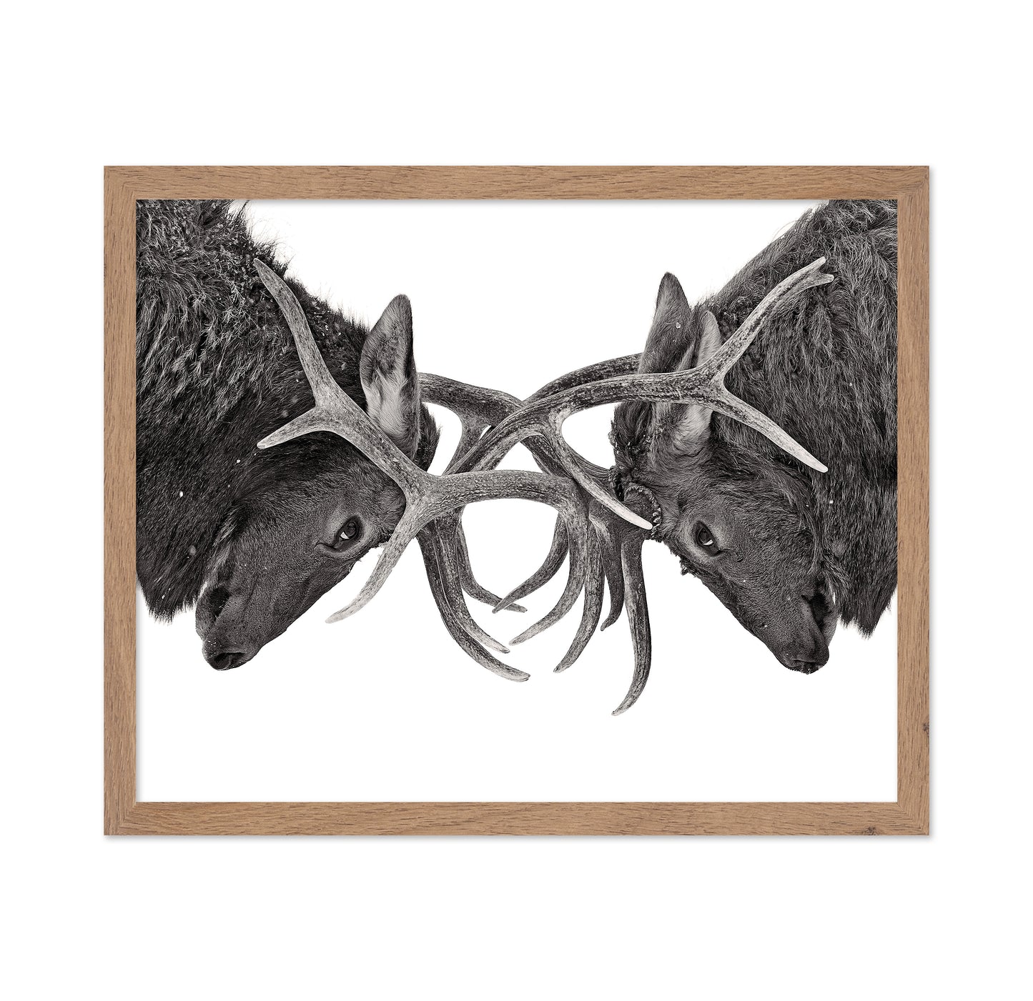Eye To Eye - Elk Fight