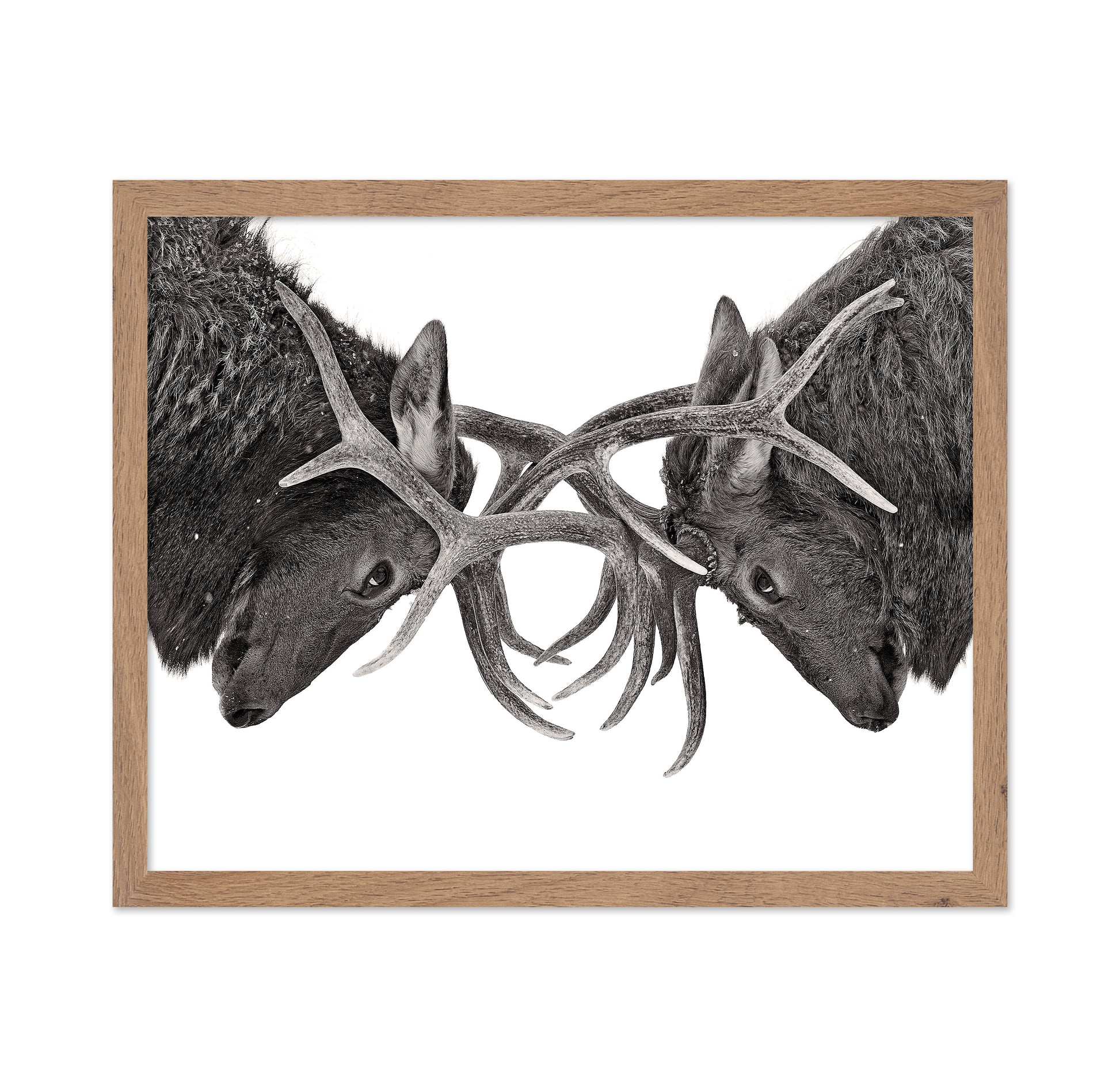 Eye To Eye - Elk Fight