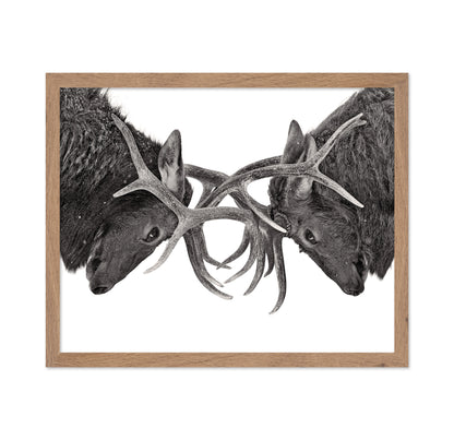 Eye To Eye - Elk Fight