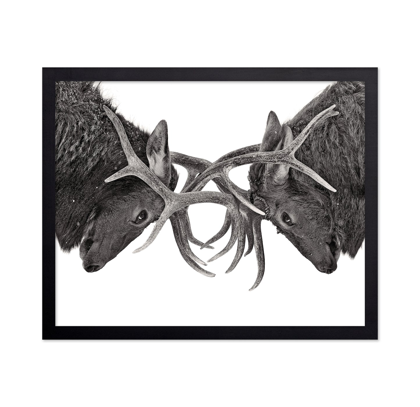 Eye To Eye - Elk Fight