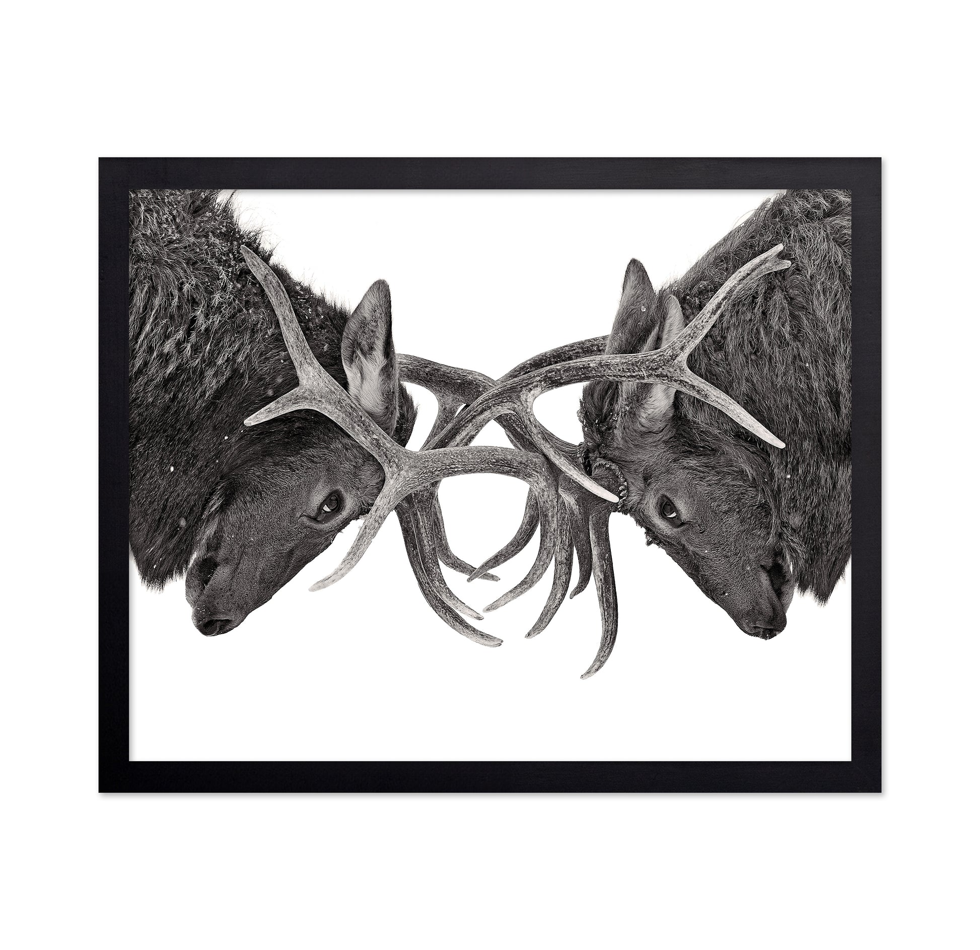 Eye To Eye - Elk Fight