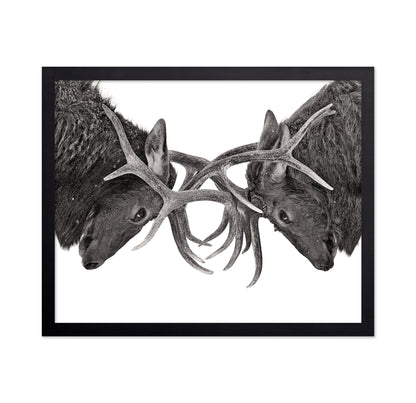 Eye To Eye - Elk Fight