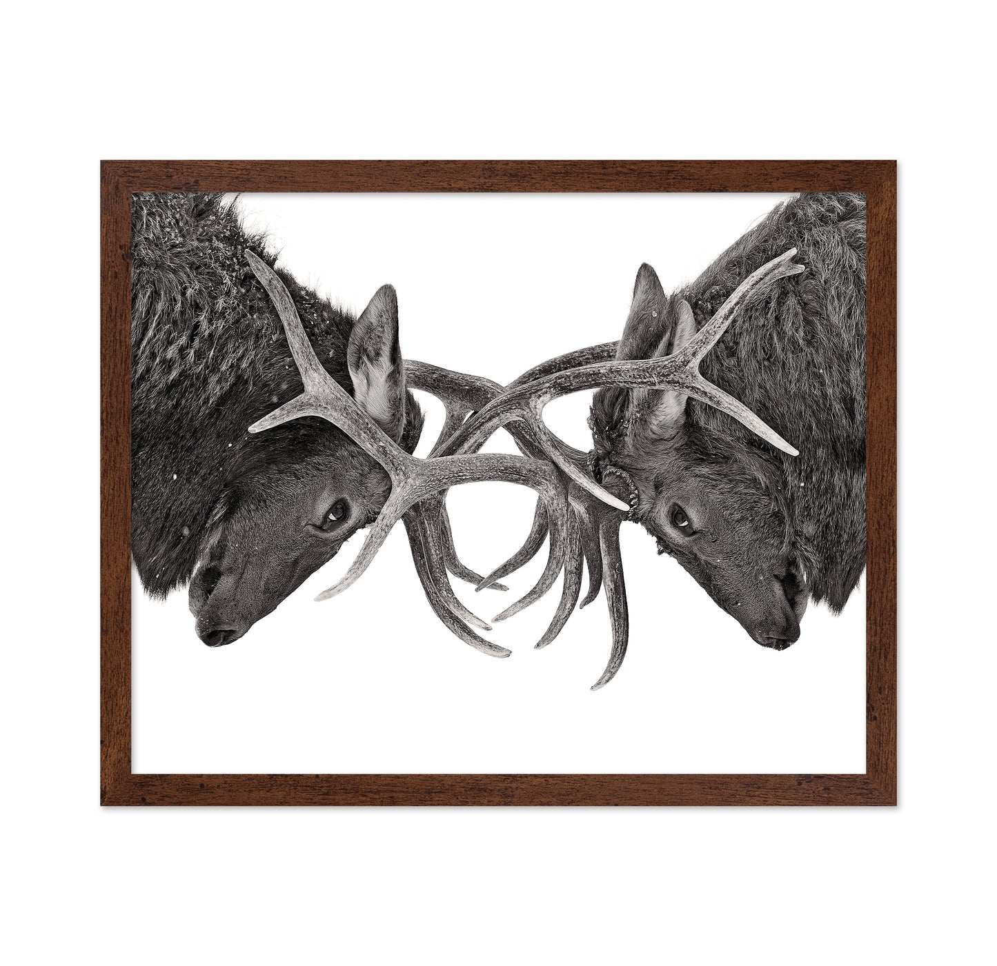 Eye To Eye - Elk Fight