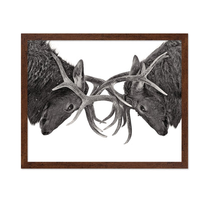 Eye To Eye - Elk Fight