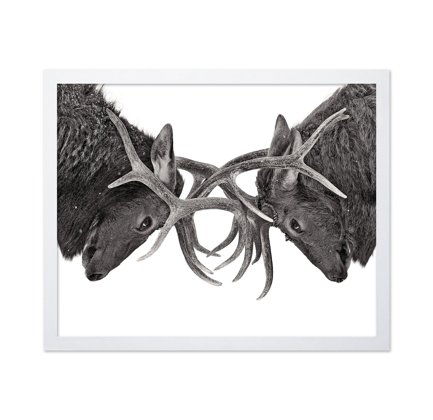 Eye To Eye - Elk Fight