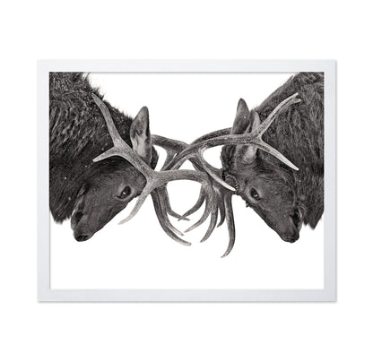 Eye To Eye - Elk Fight