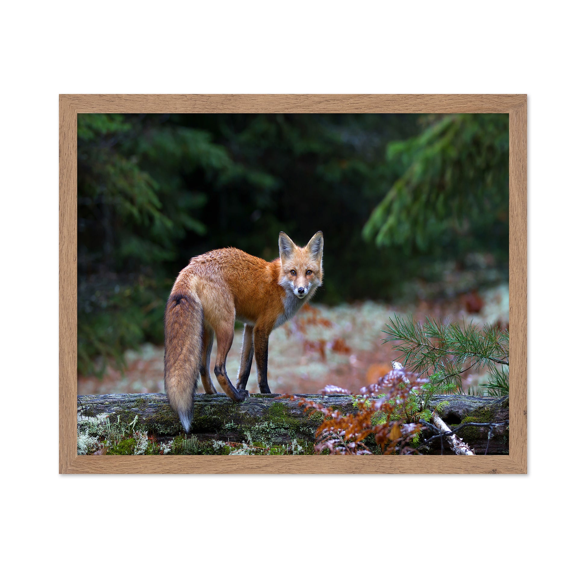Red Fox in Algonquin Park