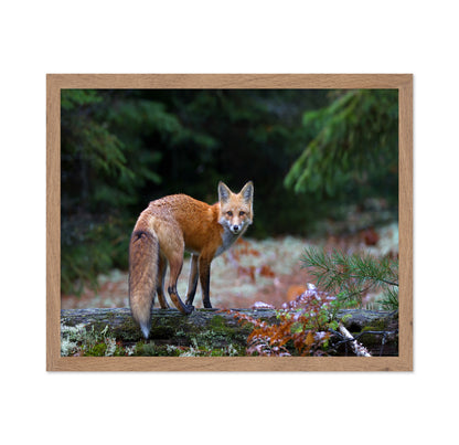 Red Fox in Algonquin Park
