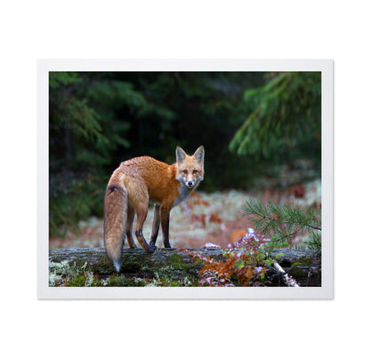 Red Fox in Algonquin Park