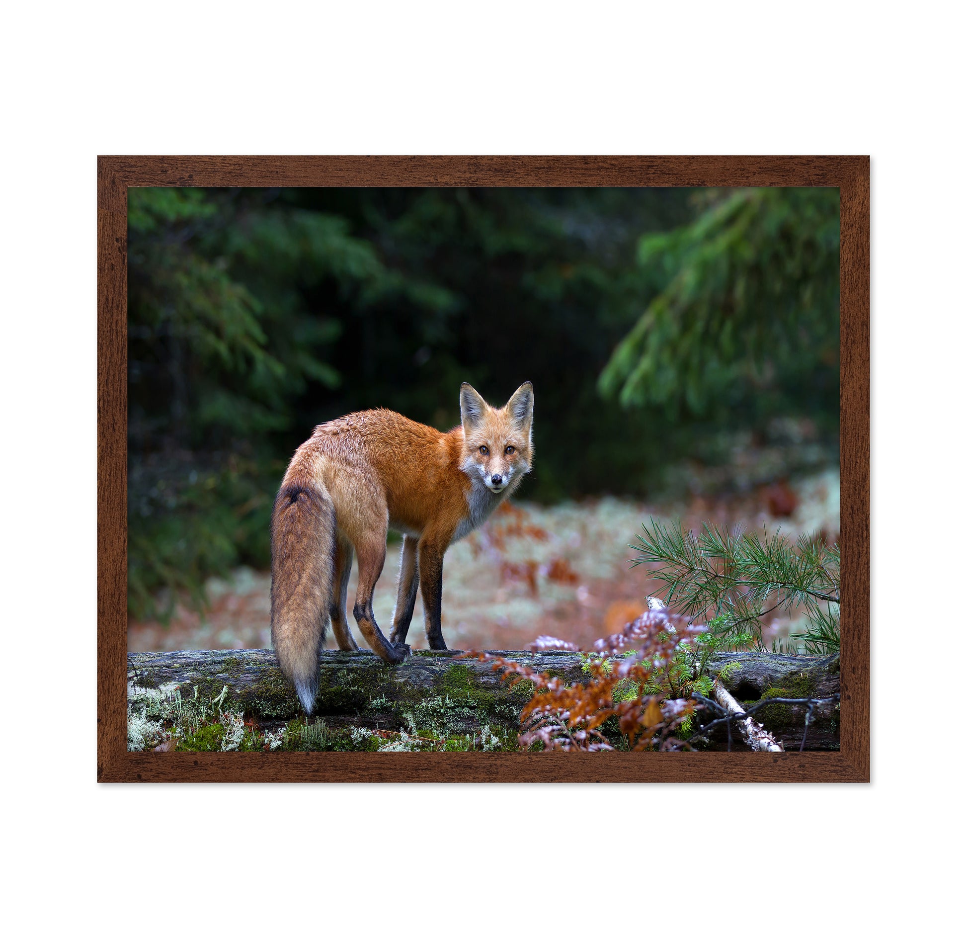 Red Fox in Algonquin Park