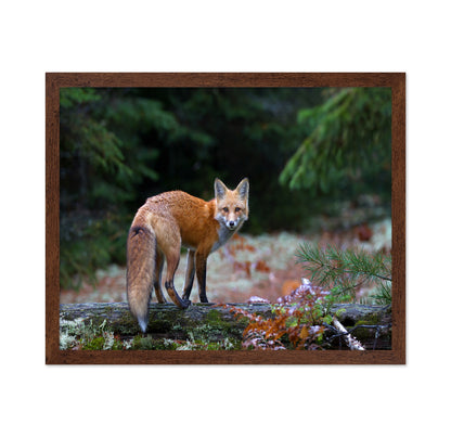 Red Fox in Algonquin Park