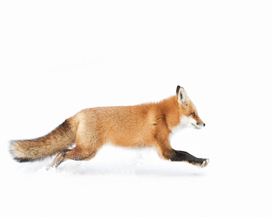 Red Fox on the Run - Algonquin Park