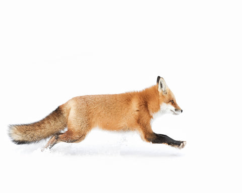 Red Fox on the Run - Algonquin Park