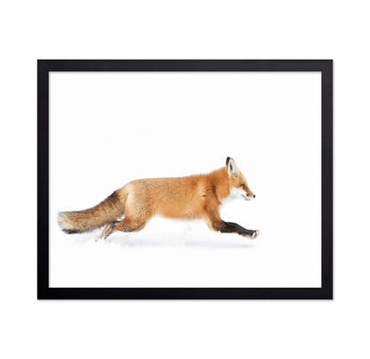 Red Fox on the Run - Algonquin Park