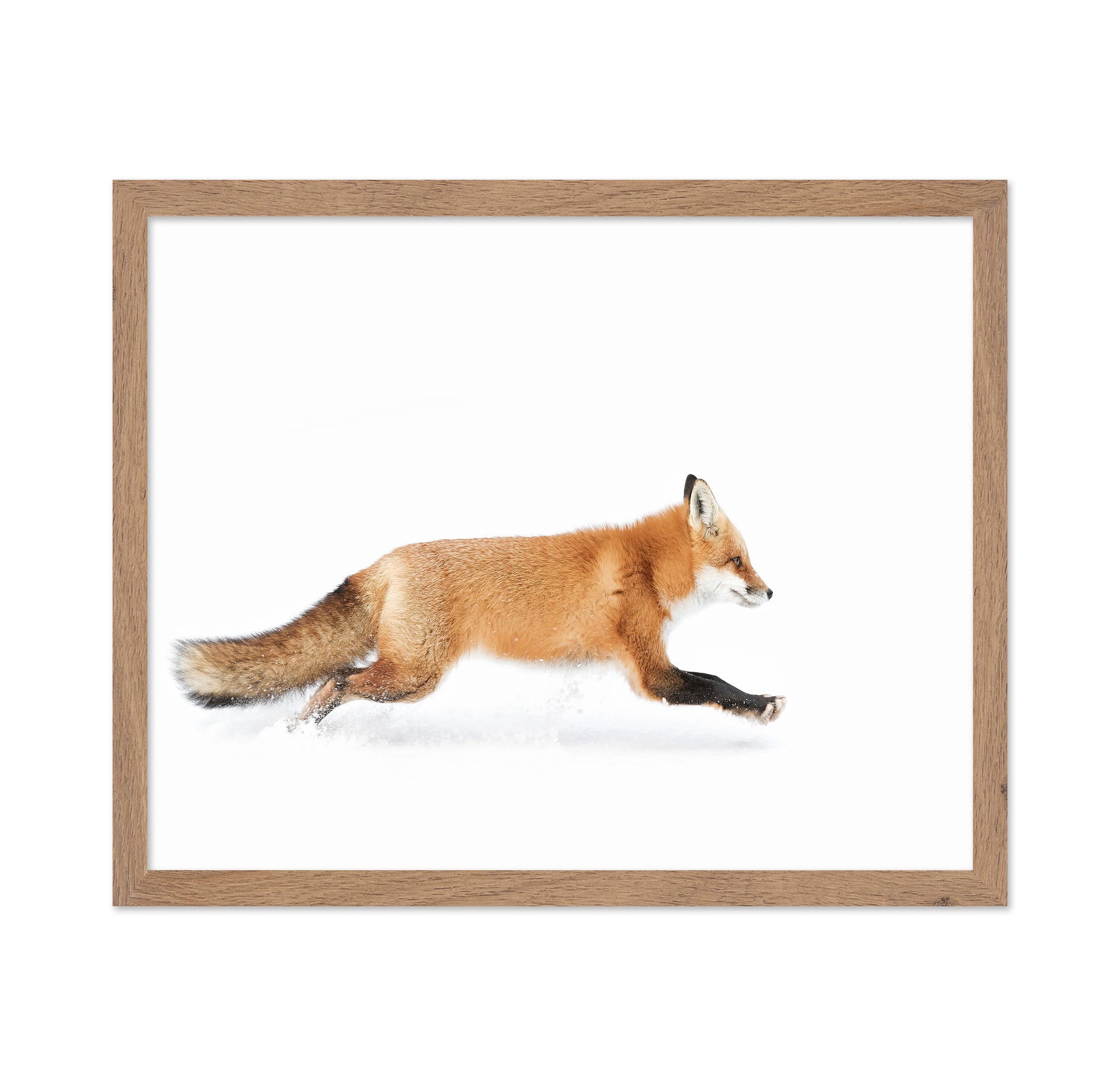 Red Fox on the Run - Algonquin Park