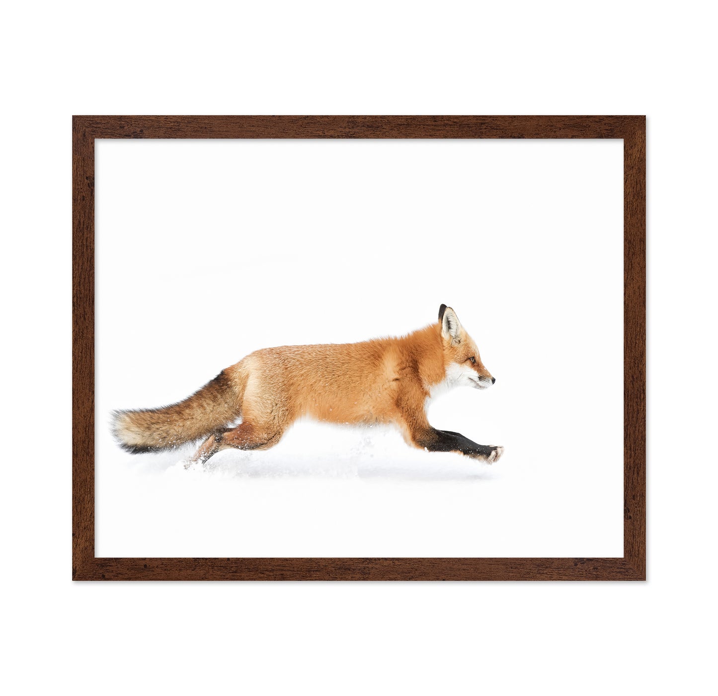 Red Fox on the Run - Algonquin Park