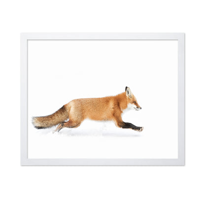 Red Fox on the Run - Algonquin Park