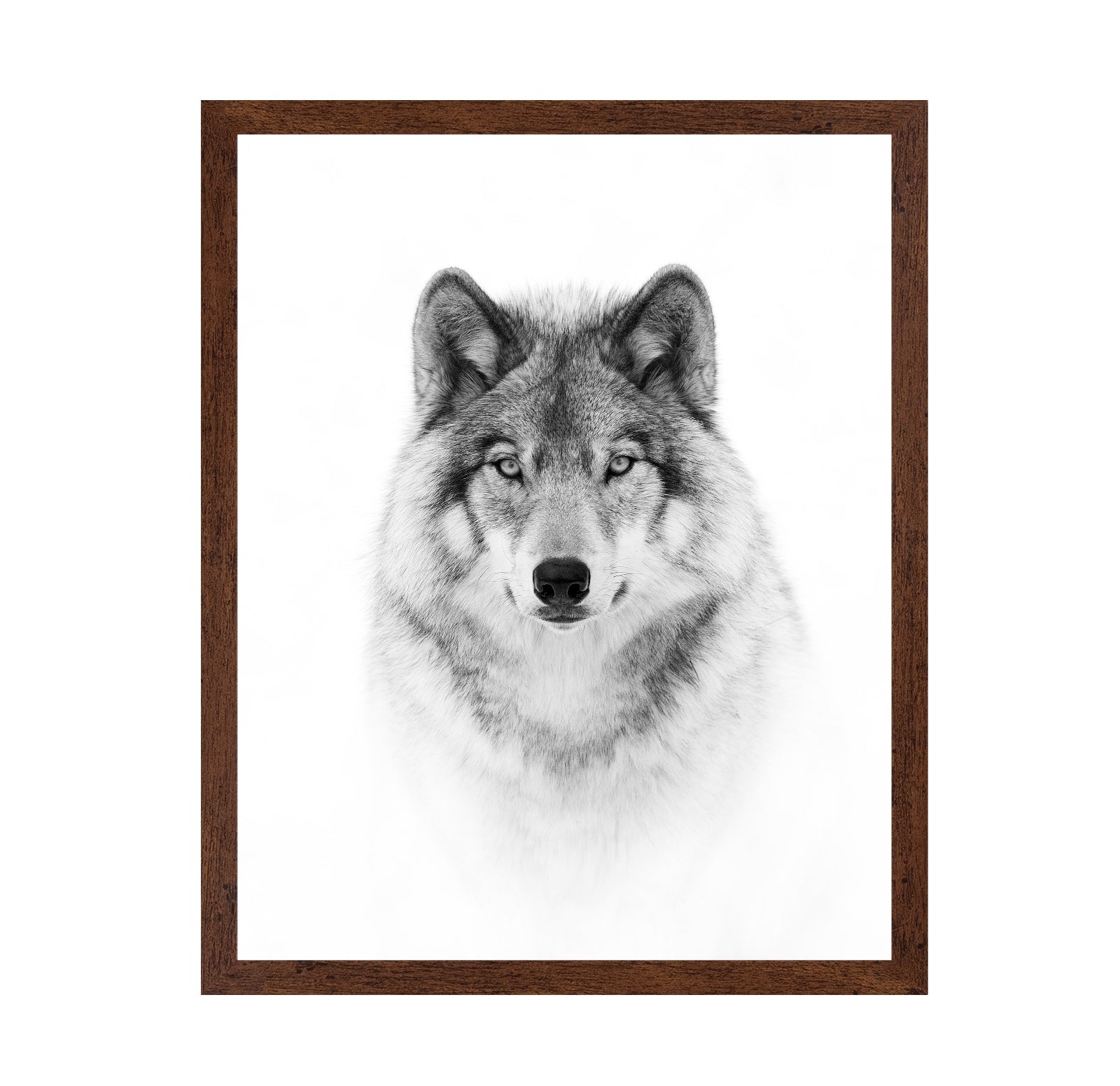 Portrait of a Timber Wolf