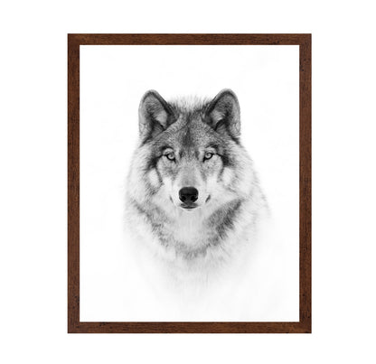 Portrait of a Timber Wolf