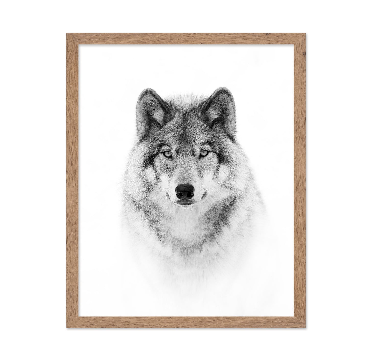 Portrait of a Timber Wolf