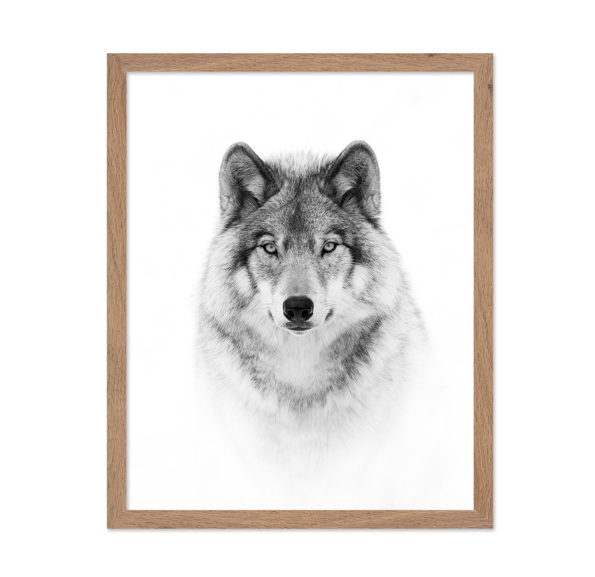 Portrait of a Timber Wolf