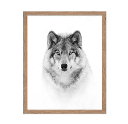 Portrait of a Timber Wolf