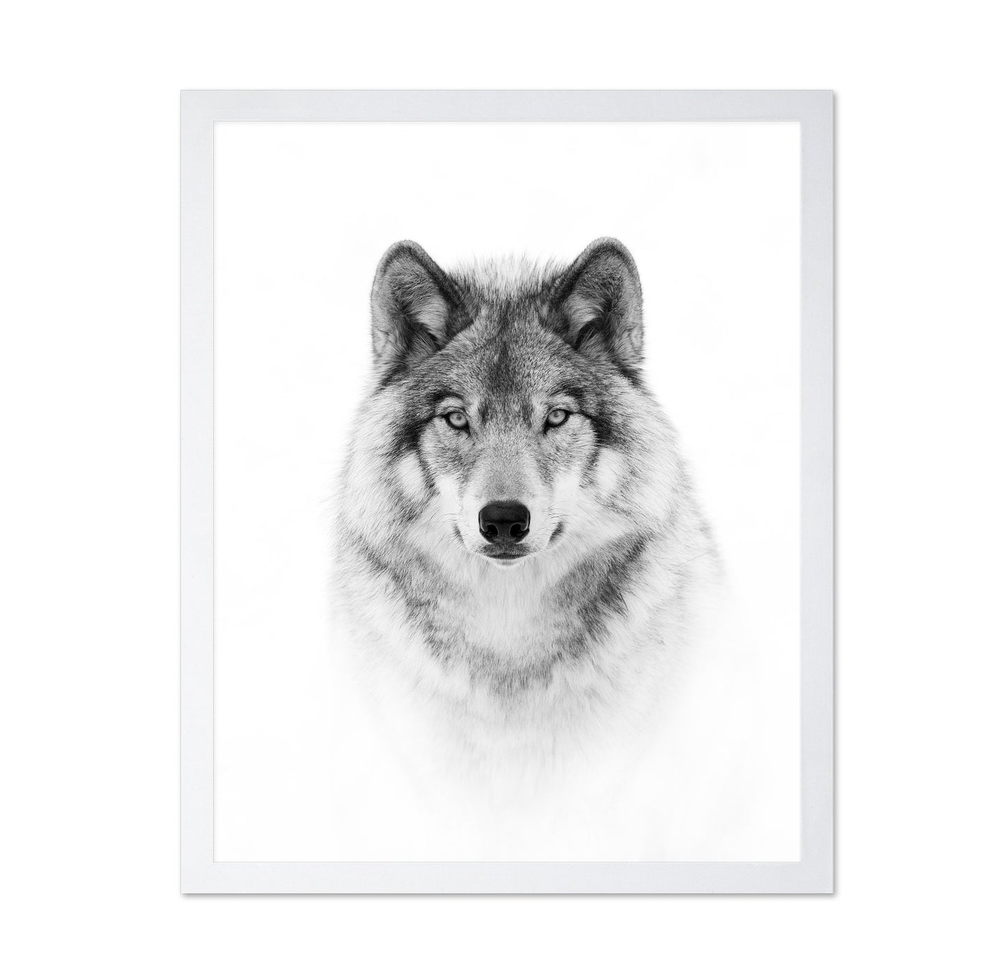 Portrait of a Timber Wolf