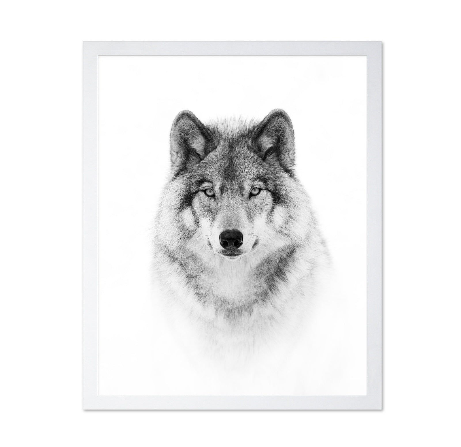 Portrait of a Timber Wolf