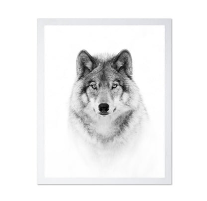 Portrait of a Timber Wolf