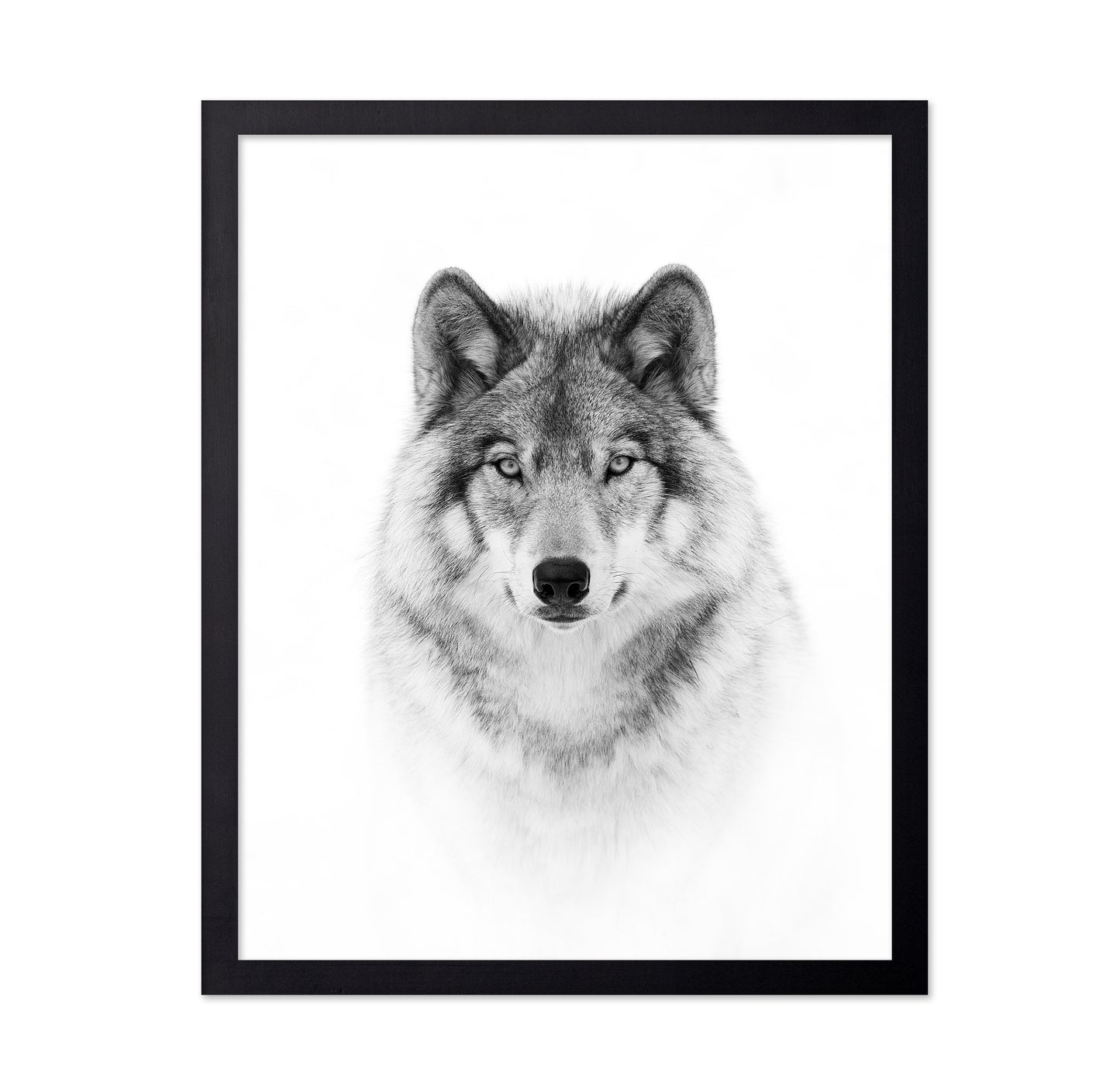 Portrait of a Timber Wolf