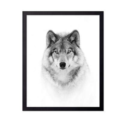 Portrait of a Timber Wolf