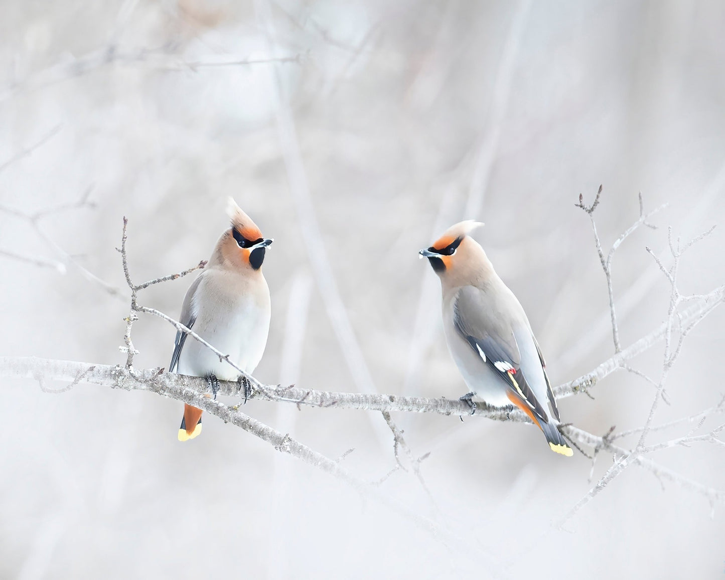Bohemian Waxwings