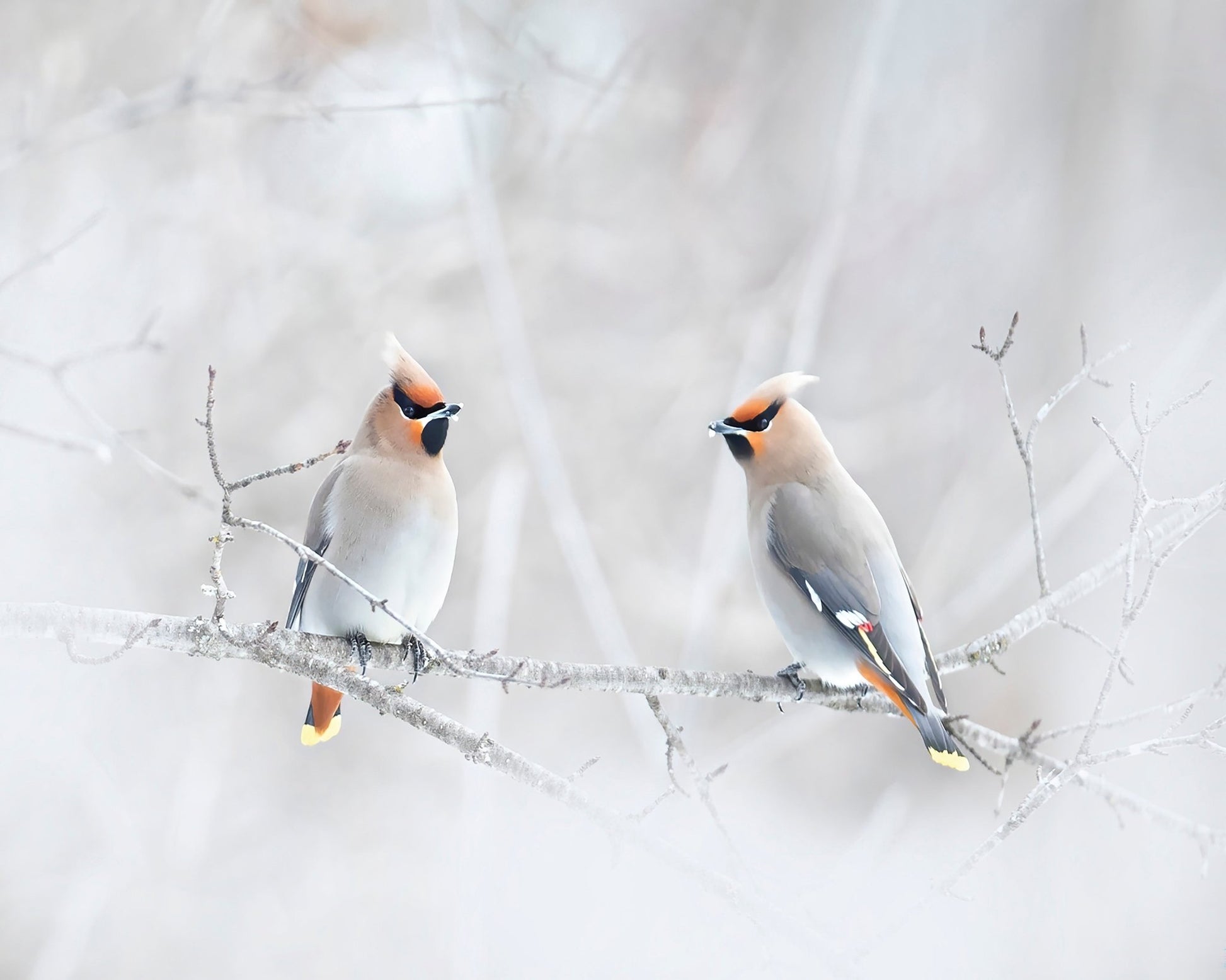 Bohemian Waxwings