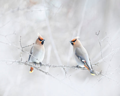 Bohemian Waxwings