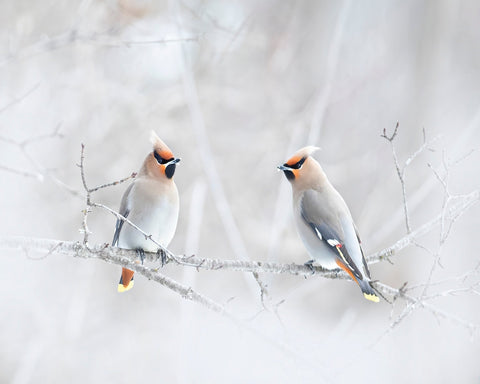 Bohemian Waxwings