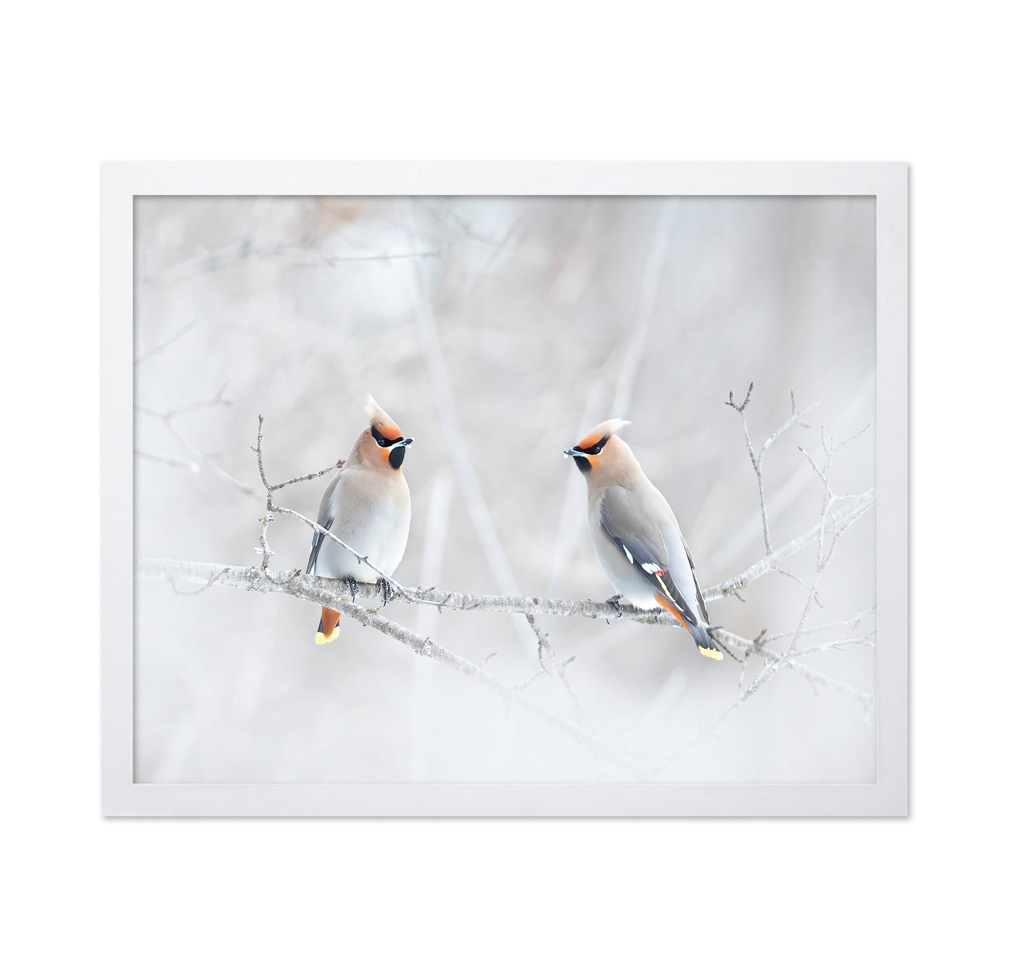 Bohemian Waxwings