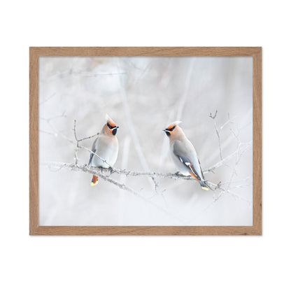 Bohemian Waxwings