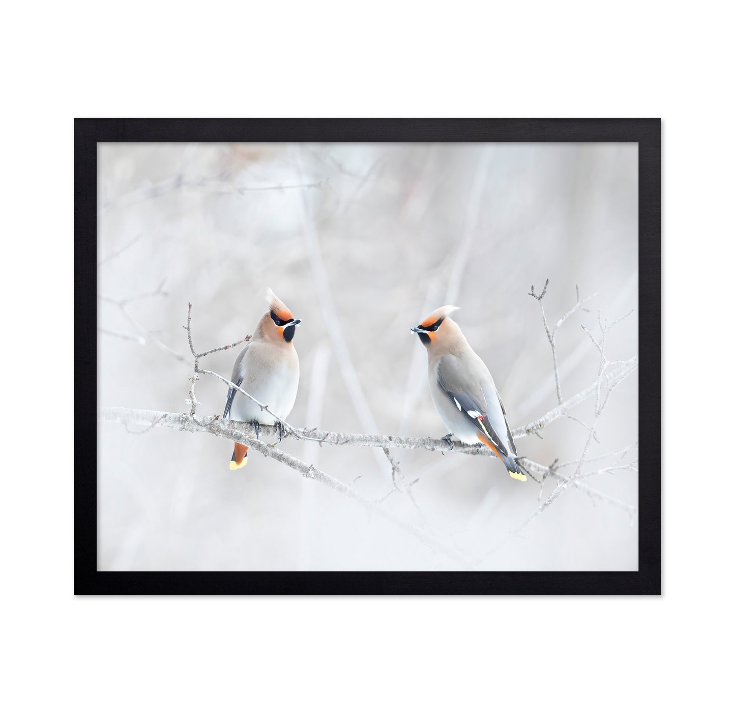 Bohemian Waxwings