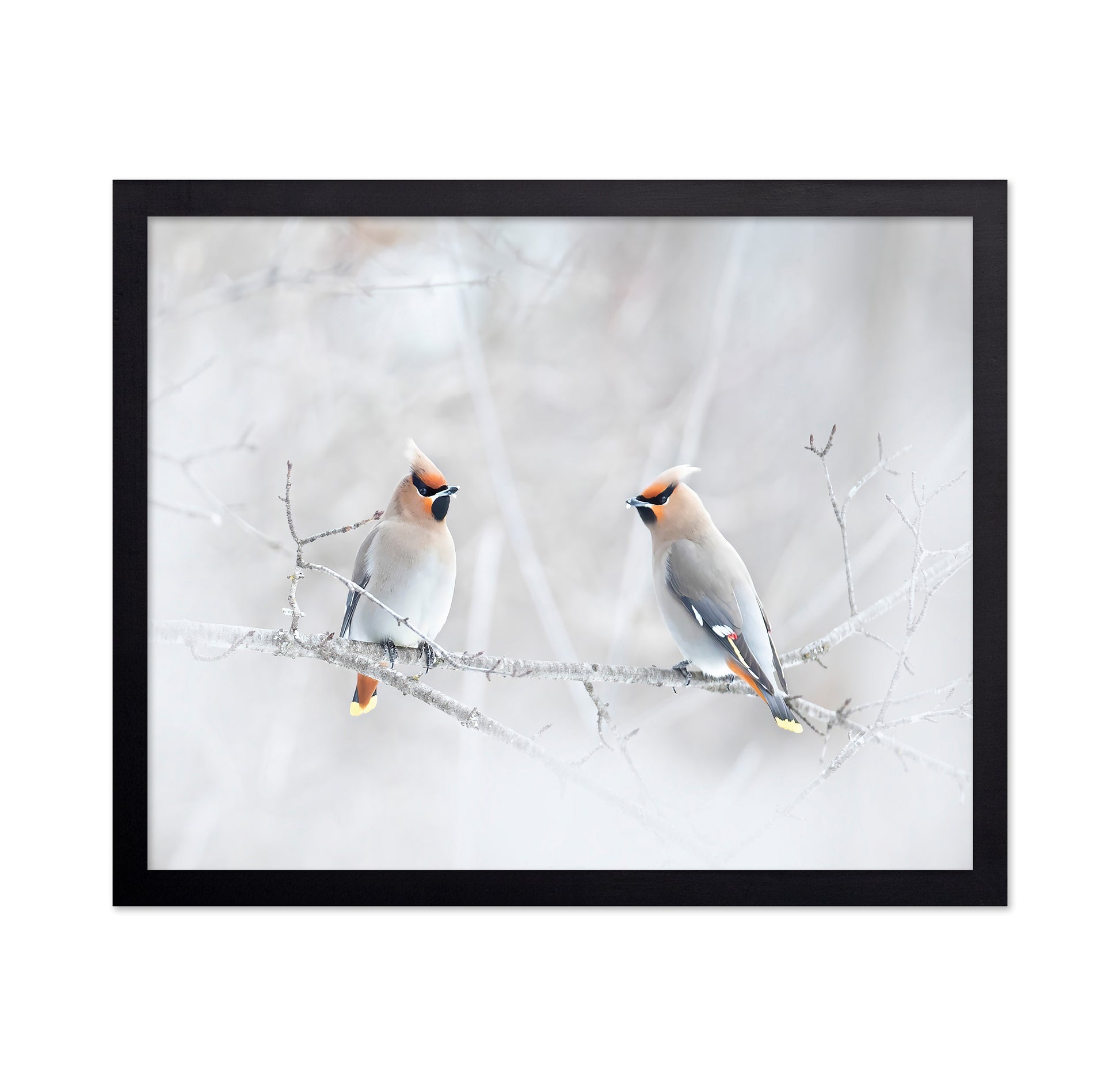 Bohemian Waxwings