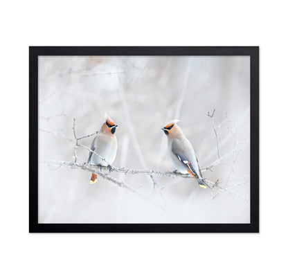 Bohemian Waxwings