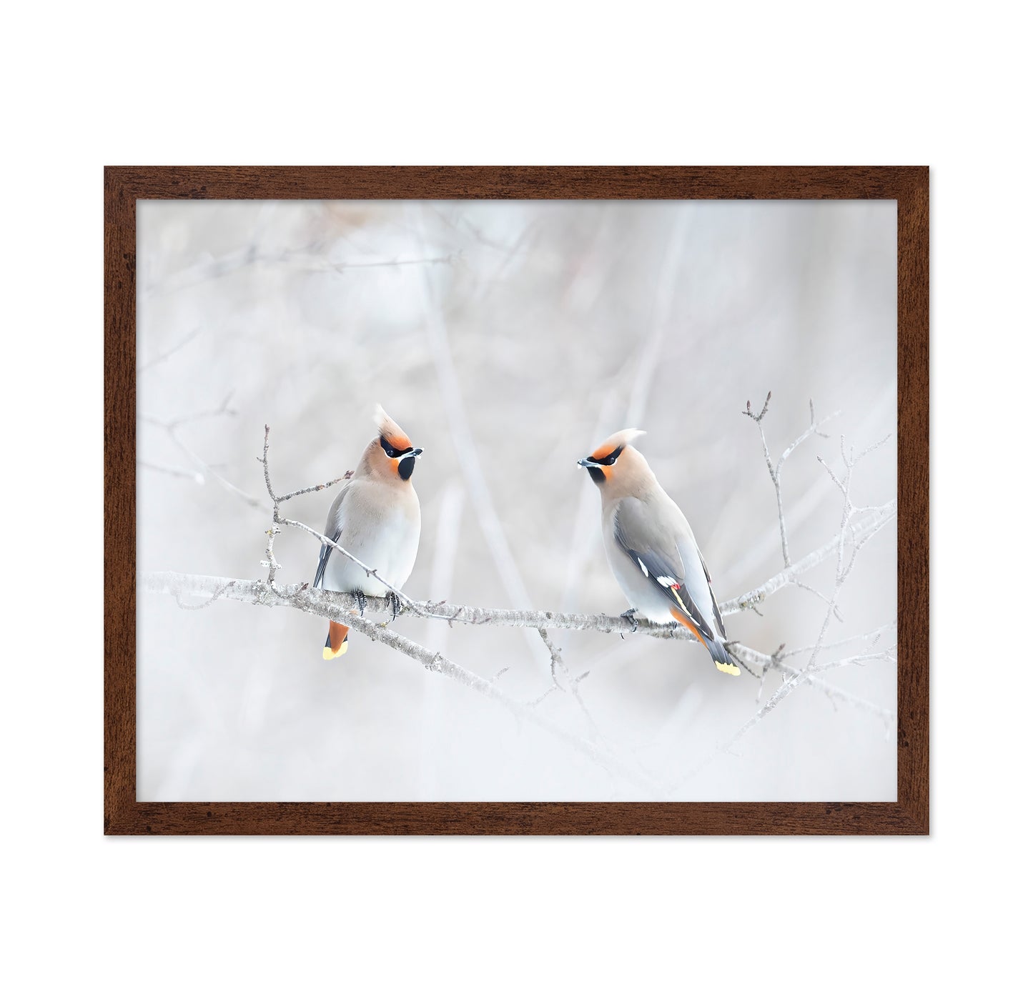 Bohemian Waxwings