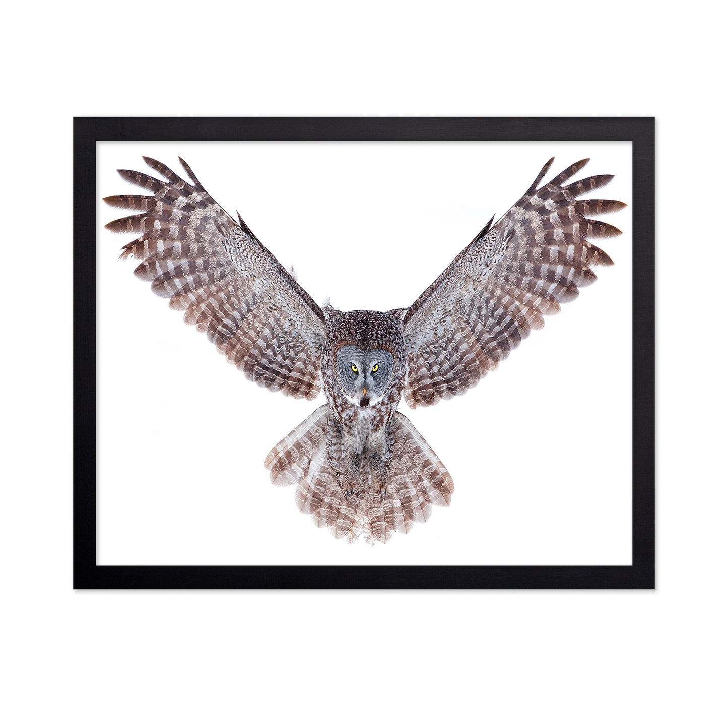 Power - Great Grey Owl