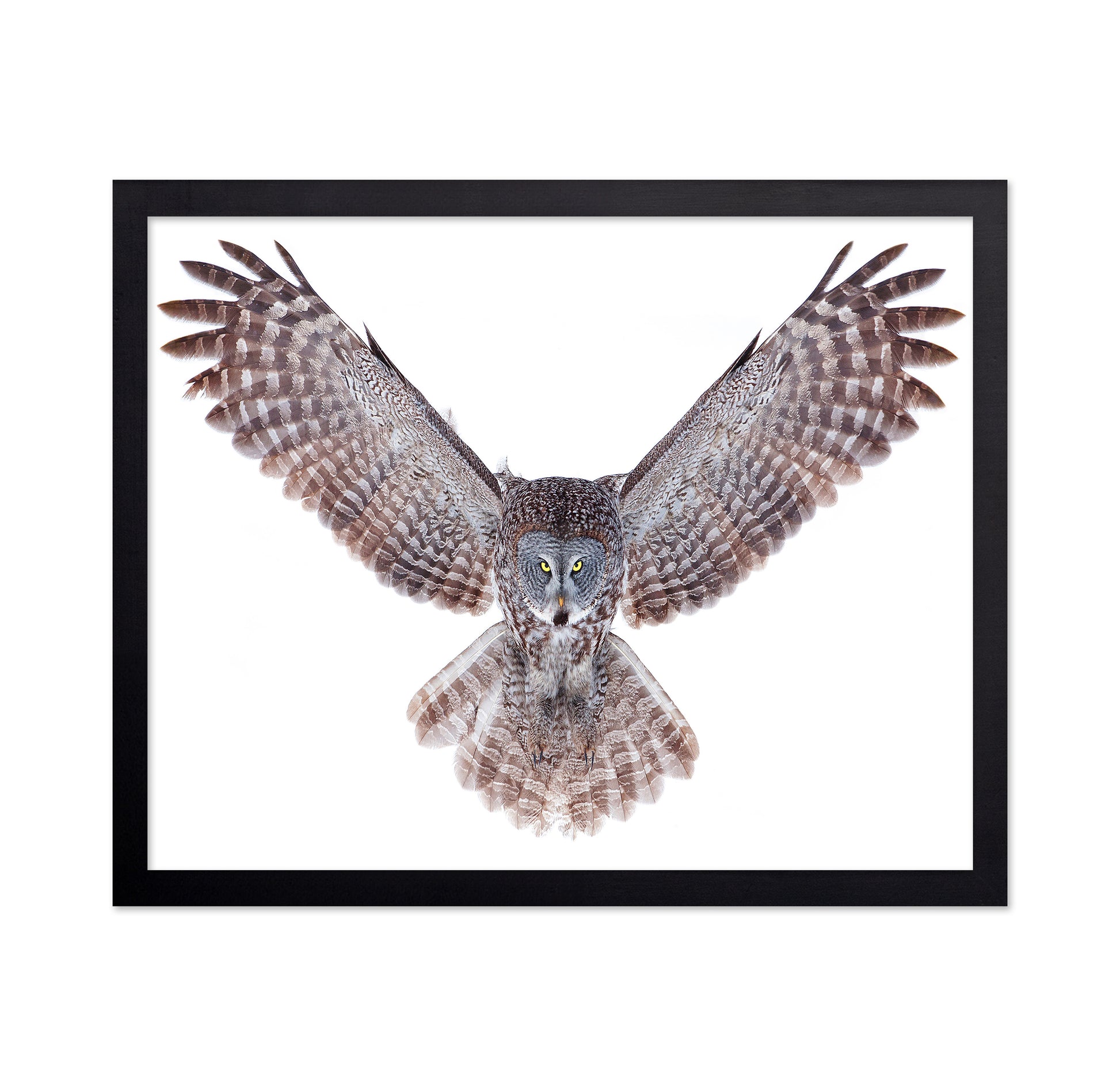 Power - Great Grey Owl