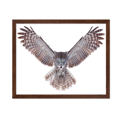 Power - Great Grey Owl
