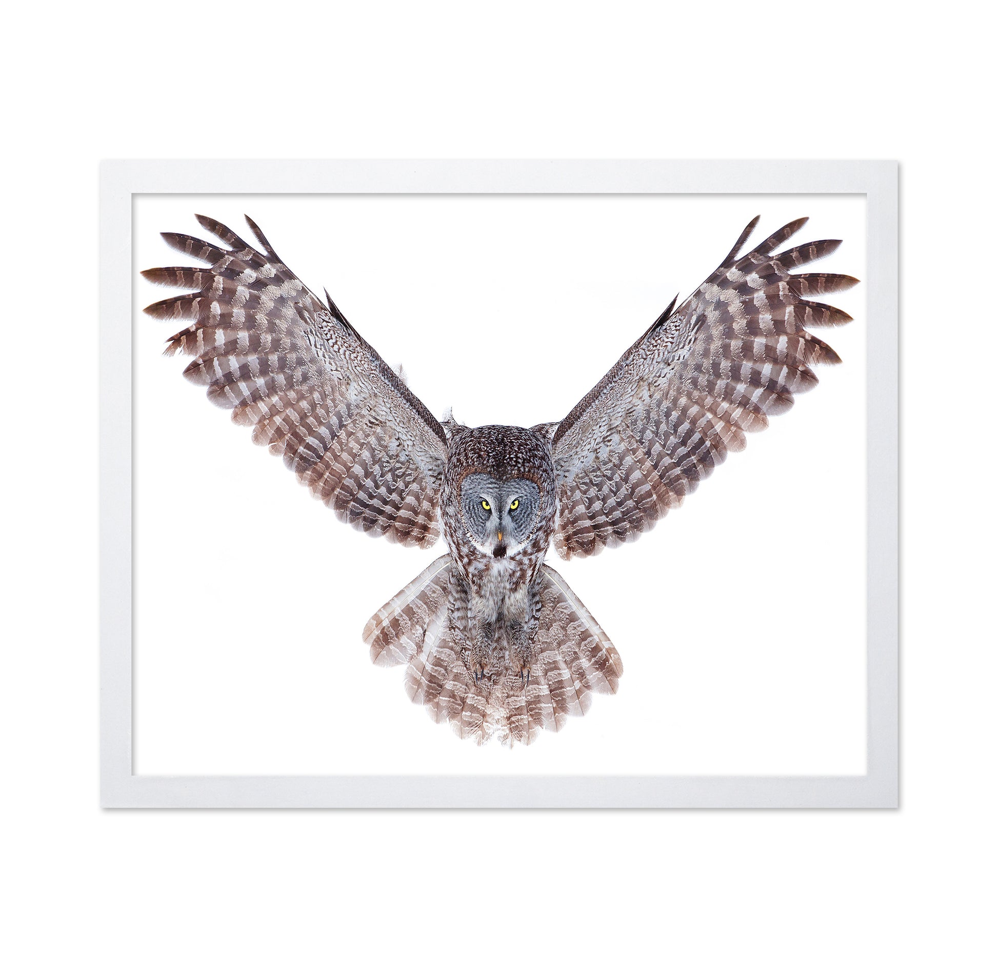 Power - Great Grey Owl