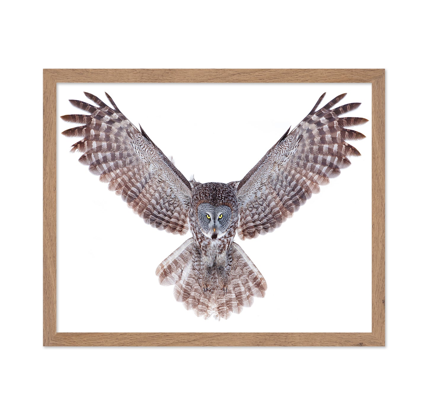 Power - Great Grey Owl