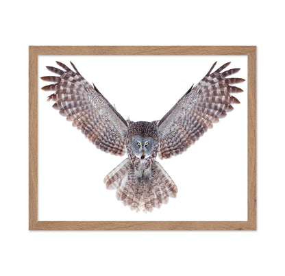 Power - Great Grey Owl