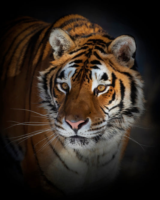Portrait of a Siberian Tiger