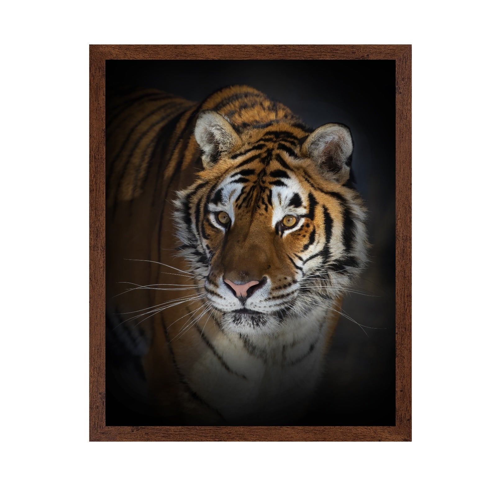 Portrait of a Siberian Tiger